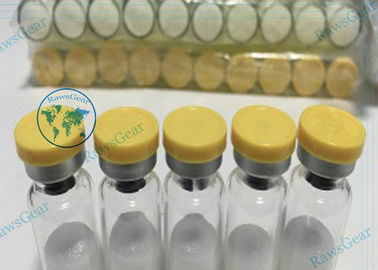 China Growth Differentiation Factor 8 Peptide 98% Purity GDF-8 1MG / VIAL supplier